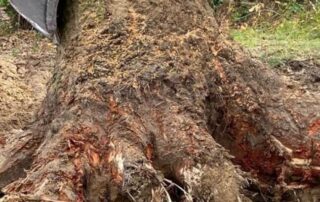 usuwanie-korzeni-poznan